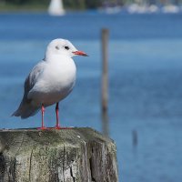 Möwe